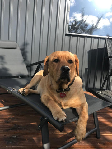 Dog sitting on a black pet bed on a wooden deck